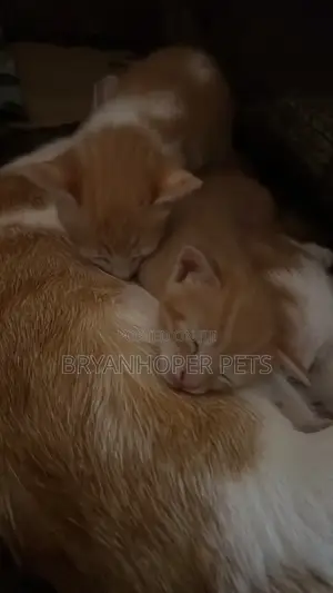 Male Mixed Breed Kitten (0-1 Month)