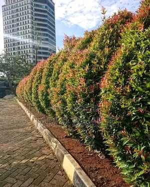 Huduma za Mandhari za Jades Nairobi