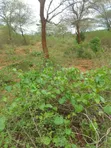 Eneo la Eka 2 Machakos Katangi Linauzwa - 3