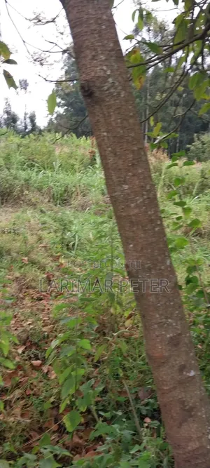 Land for Sale - Matasia (50x100ft)