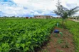 Vituo vya Kuuzwa Nakuru, Sobea - 4