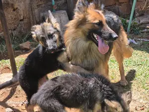 Female Purebred German Shepherd Puppy (1-3 Months)