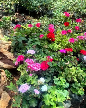 Maua Mazuri ya Mchanganyiko wa Geranium | Pink Red White Purple