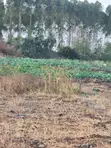 Half Acre Plot for Sale - Eastern Bypass, Ruai - 2