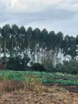 Half Acre Plot for Sale - Eastern Bypass, Ruai - 3