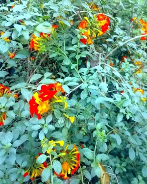Mmea wa Lantana Unaowasha Maua | Maua Mekundu, Machungwa, Manjano