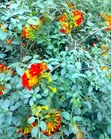 Lantana Flowering Plant | Red Orange Yellow Garden Flowers - 1