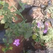 Lantana Flowering Plant | Red Orange Yellow Garden Flowers - 2