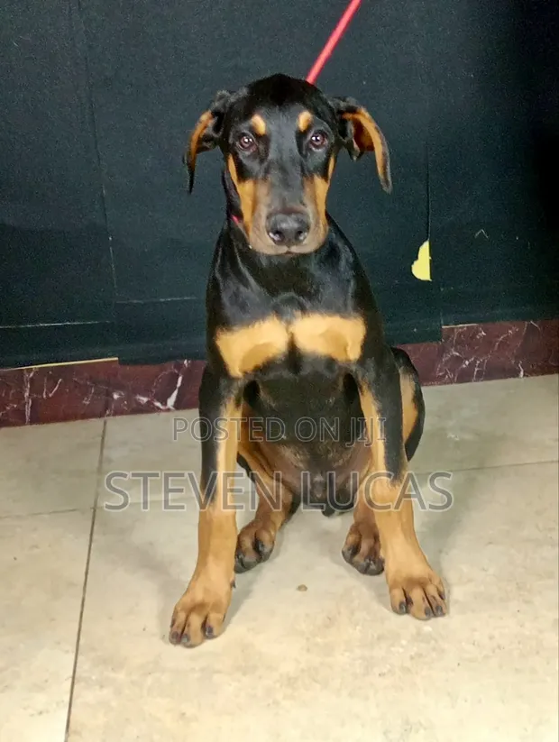 Mbwa Mzazi wa Doberman Pinscher - Mwenye Miezi 4 - 1