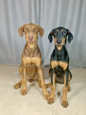 Purebred Doberman Pinscher Female Puppy (4 Months)