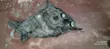 Honda CR-V 2005 Headlight (Non-Xenon) - 2
