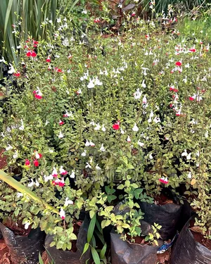 Mmea wa Salvia 'Hot Lips' | Miche yenye Maua Mekundu na Nyeupe