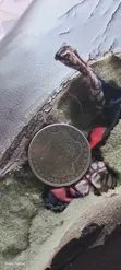 1921 Dola ya Fedha ya Morgan ya Marekani - Mkusanyiko Adimu wa Kale - 4