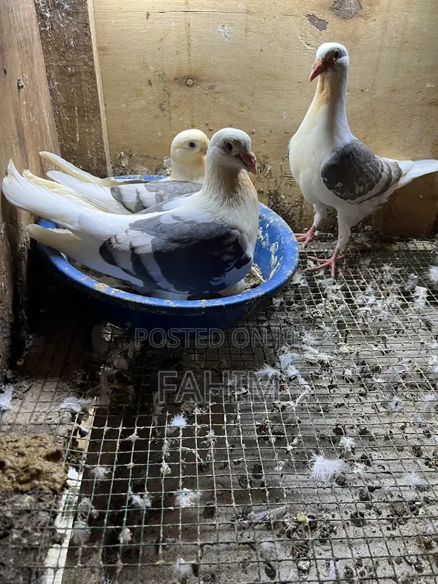 Saddle Racers Pigeon - Young Male - 1