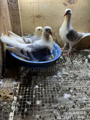 Saddle Racers Pigeon - Young Male