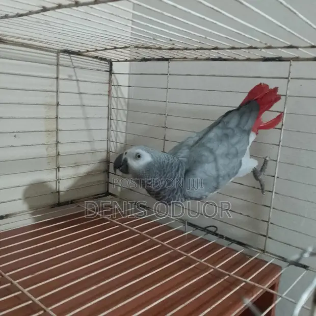 African Grey Parrot - Friendly & Imitative - 1
