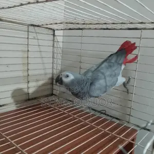African Grey Parrot - Friendly & Imitative
