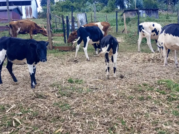 Ng'ombe Safi wa Ayshire na Friesian - 1