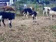 Ng'ombe Safi wa Ayshire na Friesian - 1