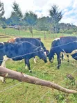 Ng'ombe Safi wa Ayshire na Friesian - 2