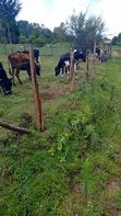 Ng'ombe Safi wa Ayshire na Friesian - 3