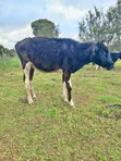 Ng'ombe Safi wa Ayshire na Friesian - 4