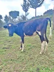 Ng'ombe Safi wa Ayshire na Friesian - 5