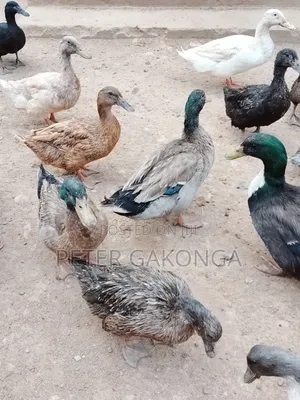 Mature Ornamental Ducks for Sale