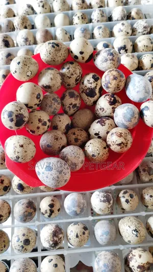 100pcs Batch Fresh Quail Eggs