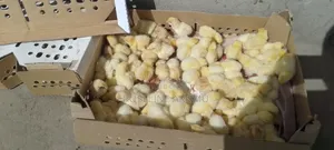 Kuku Wachanga na Kuku Wanaotaga Mayai