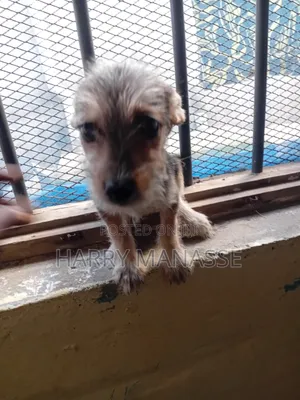 Mbwa wa Kike wa Mseto wa Havanese, Miezi 1-3