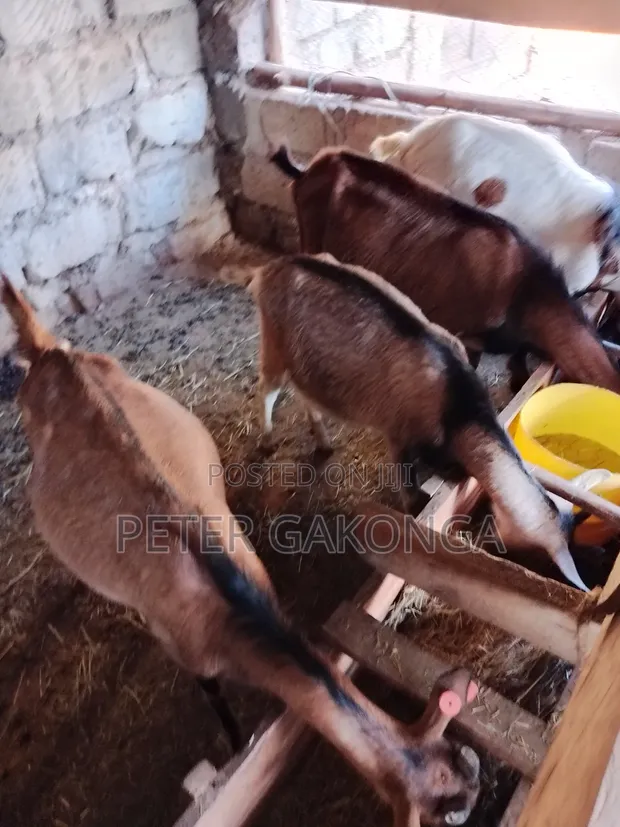 Alpine Dairy Goats - 1