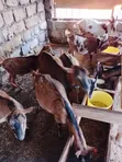 Alpine Dairy Goats - 2