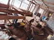 Alpine Dairy Goats - 3