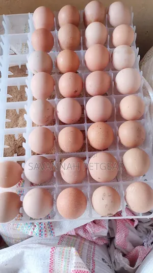 Fertilized Guinea Fowl Eggs (Kanga Eggs)