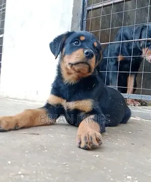 Female Purebred Rottweiler Puppy (1-3 Months)
