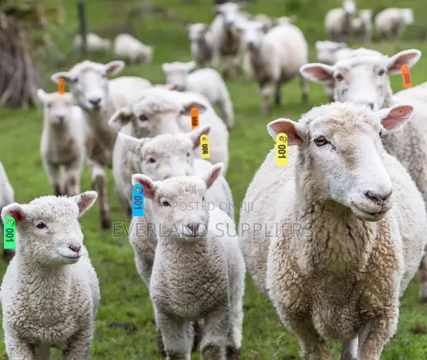 All-Season Ear Tags - 1