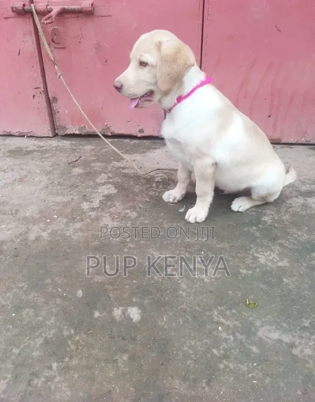 Kikosi cha Labrador Retriever Safi wa Kiume - 1