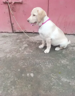 Kikosi cha Labrador Retriever Safi wa Kiume