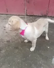 Kikosi cha Labrador Retriever Safi wa Kiume - 2