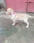 Kikosi cha Labrador Retriever Safi wa Kiume - 3