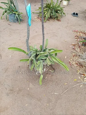 Red Rooted Dragon Fruit Cuttings