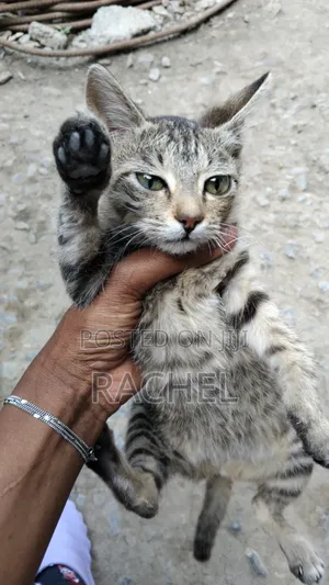 Female Mixed Breed Cat, 3-6 Months