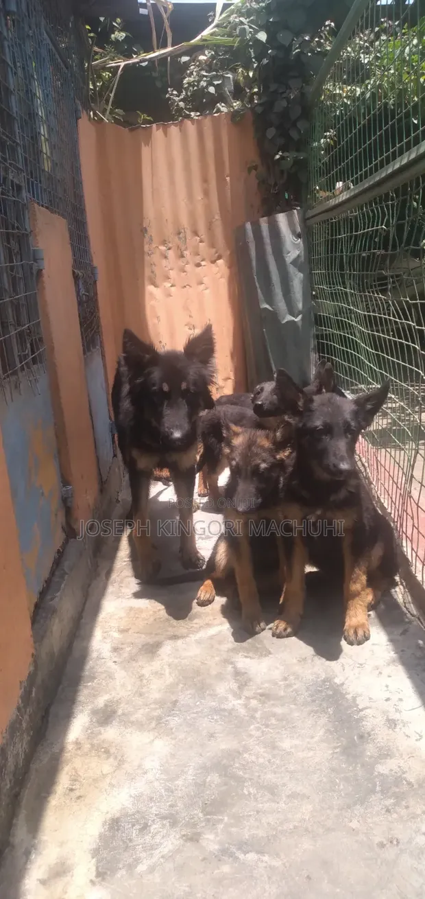 Mbwa wa Kijerumani wa Kiume Mwezi 3-6 Safi - 1