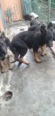 Mbwa wa Kijerumani wa Kiume Mwezi 3-6 Safi - 3