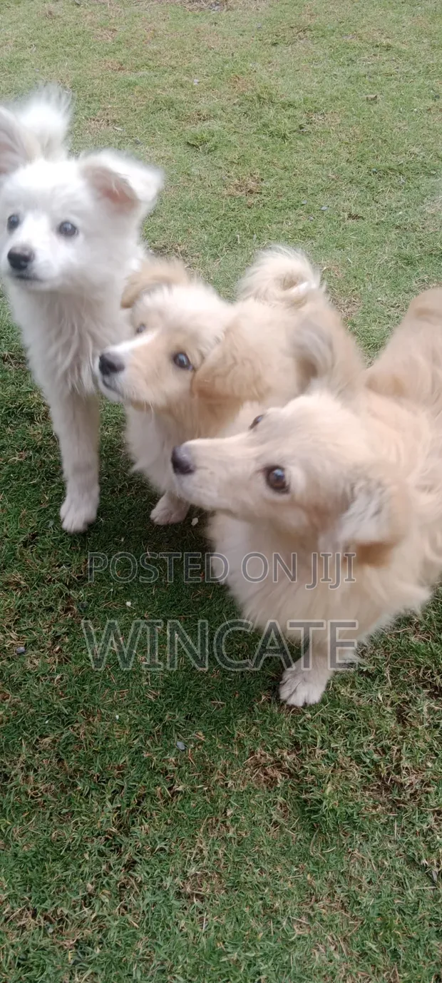 Purebred Japanese Spitz - 6-12 Months Female - 1