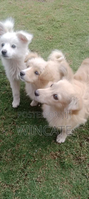 Purebred Japanese Spitz - 6-12 Months Female