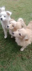 Purebred Japanese Spitz - 6-12 Months Female - 1