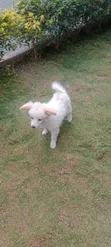 Purebred Japanese Spitz - 6-12 Months Female - 2