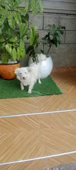 Purebred Japanese Spitz - 6-12 Months Female - 3